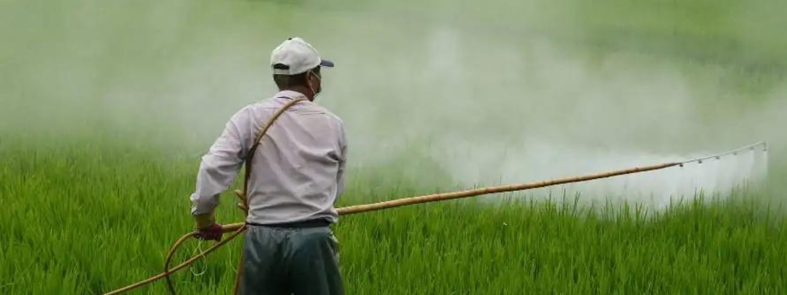 Banned pesticides used in Sri Lanka?